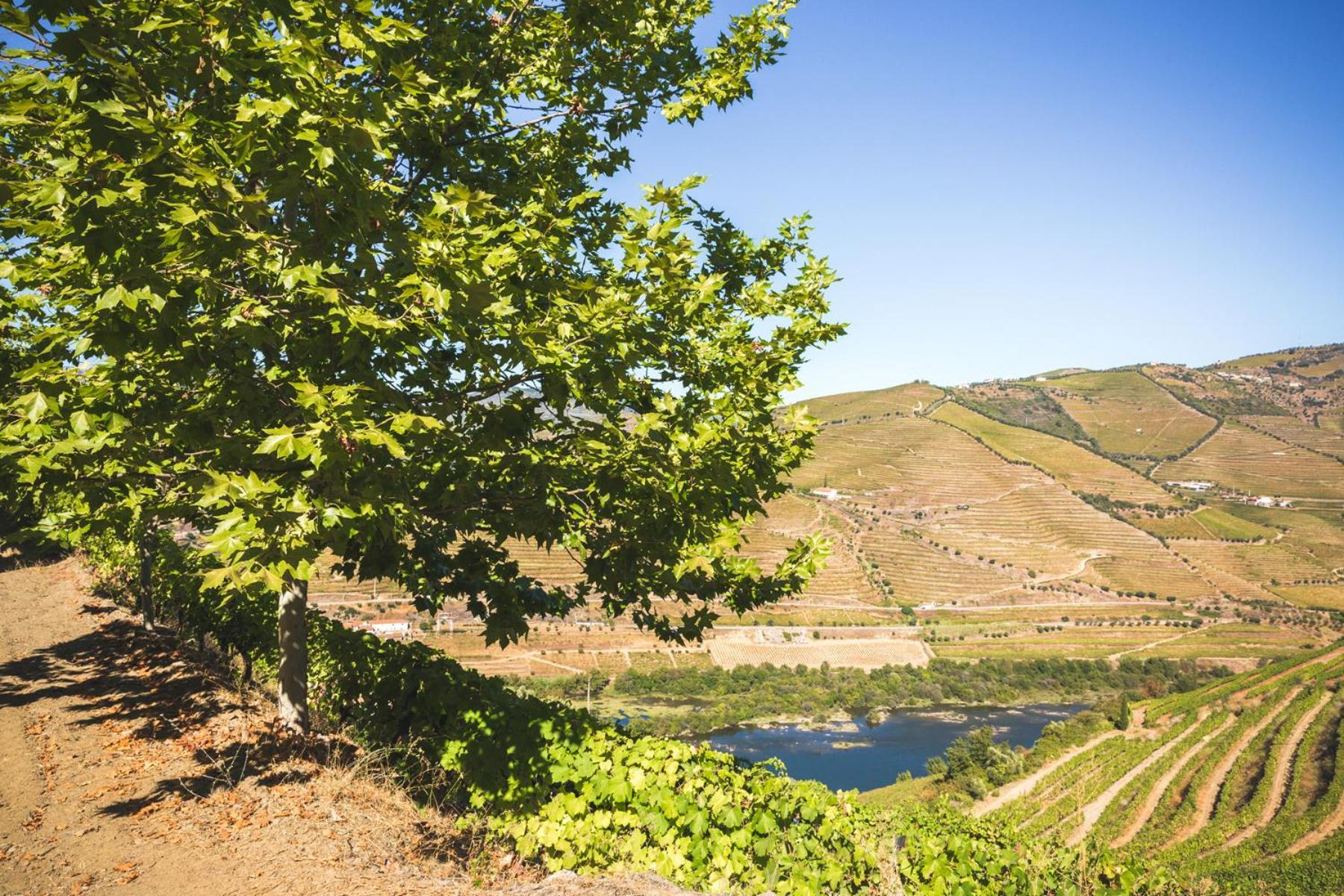 Quinta Do Valdalagea Guest House Peso da Regua Luaran gambar
